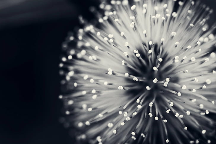 shallow focus photography of dandelion  flower, Black and White, HD wallpaper