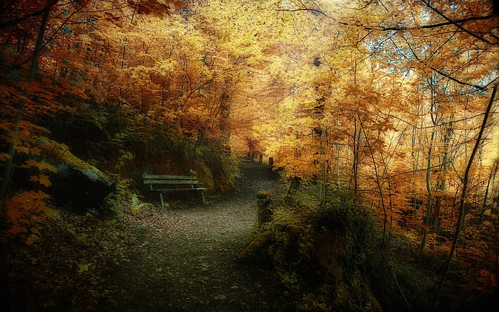 Superb Autumn forest landscape, trees, leafs, background, nature