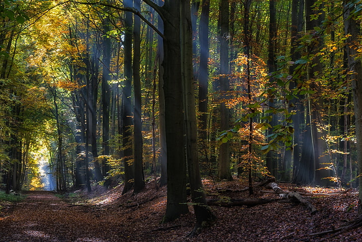 forest trees HD wallpaper, nature, landscape, fairy tale, sun rays