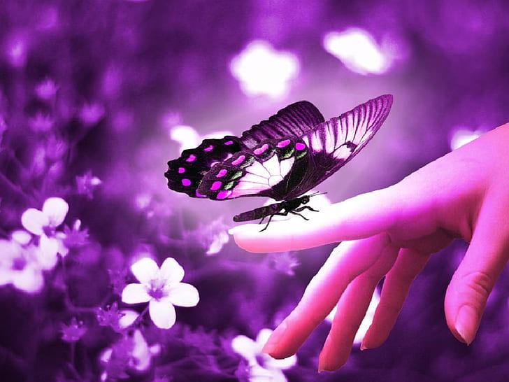 HD wallpaper: butterfly, monarch, pink, purple, red | Wallpaper Flare