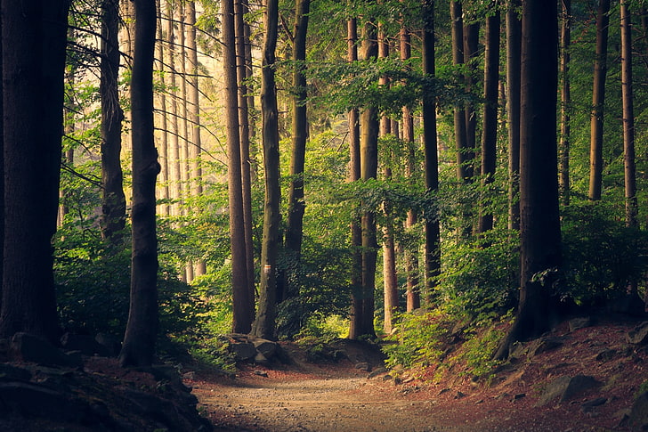 trees, forest, path, plant, land, woodland, trunk, growth, tree trunk