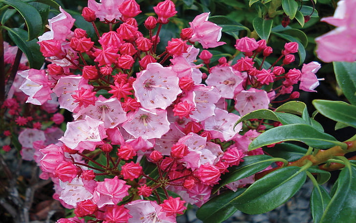 Laurel Flower Pink Mountain Laurel Flower Wallpaper Images Of Flowers Images Flower Pictures  201102240
