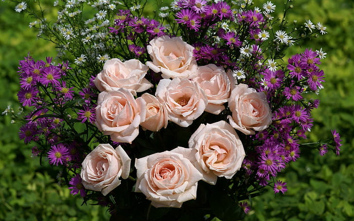 Pink Lavendar, roses, blooms, flower, daisies, purple, petals, HD wallpaper