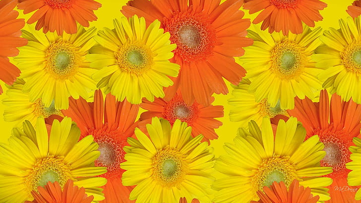 Fall Color Flowers, flora, gerbaras, floral, daisies, autumn, HD wallpaper