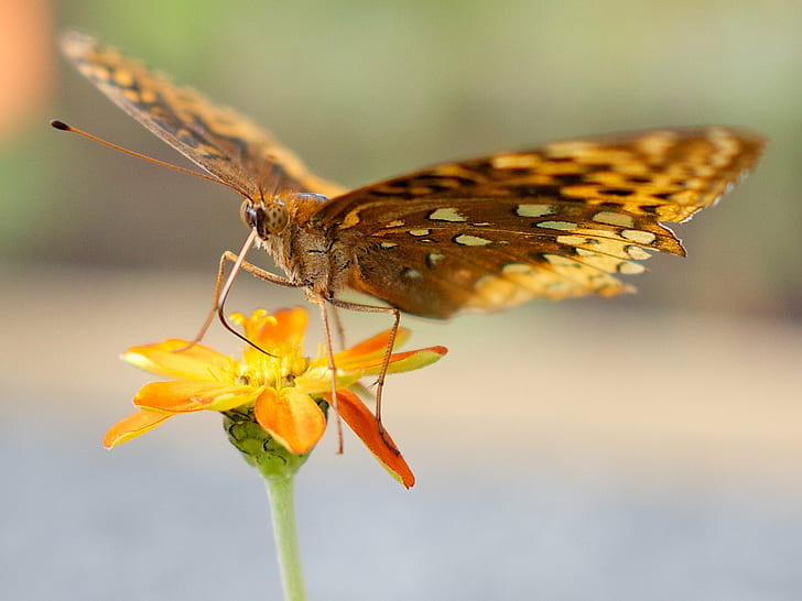 closeup photography of brown and beige butterfly on orange petaled flower, butterfly