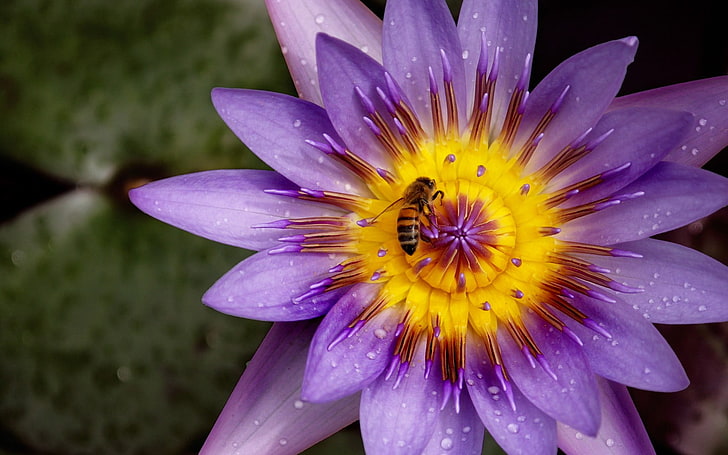 purple and yellow petaled flower, nature, flowers, bees, plants, HD wallpaper
