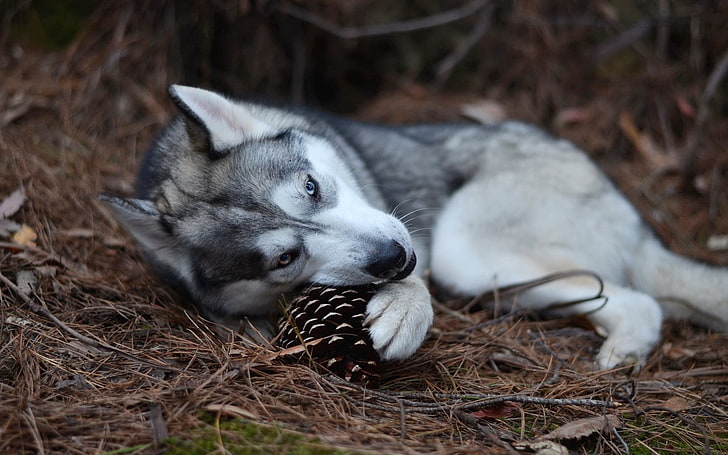 adult Siberian Husky biting pine cone fruit, dog, playing, animals