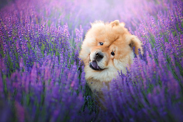 Dogs, Chow Chow, Flower, Lavender, Pet, Purple Flower, HD wallpaper