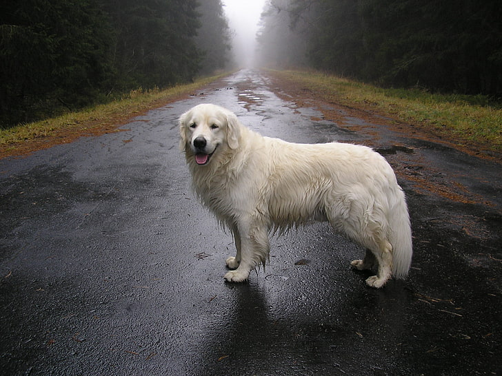 adult great Pyrenees, dog, road, moisture, waiting, pets, retriever
