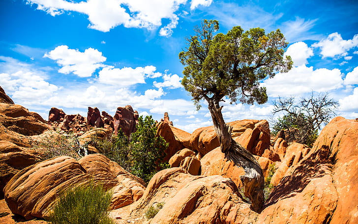 Arches National Park, HD wallpaper