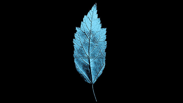 artwork, Fringe (TV Series), nature, leaf, plant part, studio shot, HD wallpaper