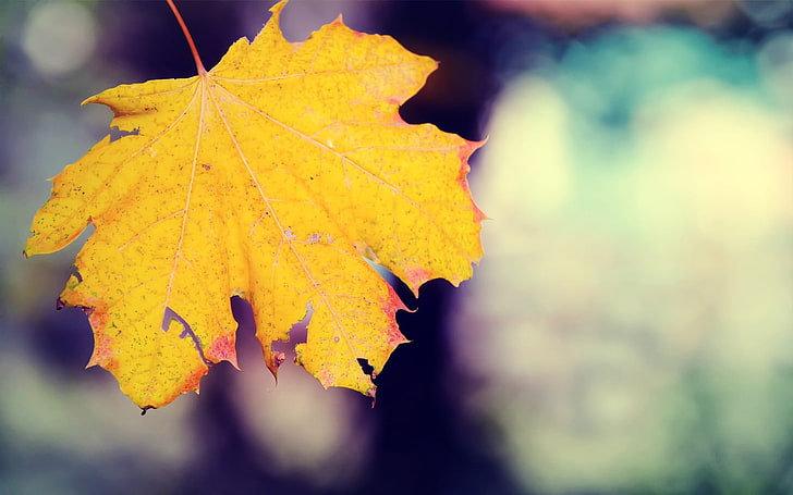 yellow maple leaf in close-up photography, maple leaves, autumn, HD wallpaper