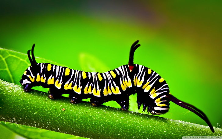 Caterpillar 1080P, 2K, 4K, 5K HD wallpapers free download | Wallpaper Flare
