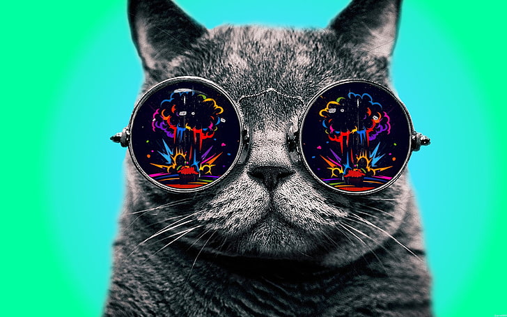 gray cat, colorful, glasses, dope, Morpheus, digital art, simple background, HD wallpaper