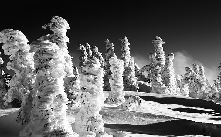 Snow Statues BW, snow capped trees, Black and White, Nature, Landscape, HD wallpaper