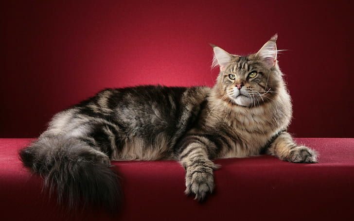 animals, cat, red background, Maine Coon