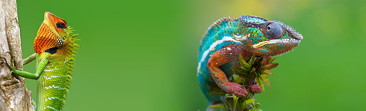 Photoshoped By Nature HD Wallpaper, two green and blue chameleons, HD wallpaper