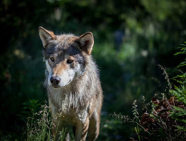 gray wolf on focus photo, eurasian wolf, eurasian wolf, canis lupus lupus