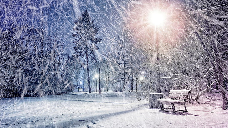 light, night, snowing, streetlight, snowy, forest, blizzard, HD wallpaper