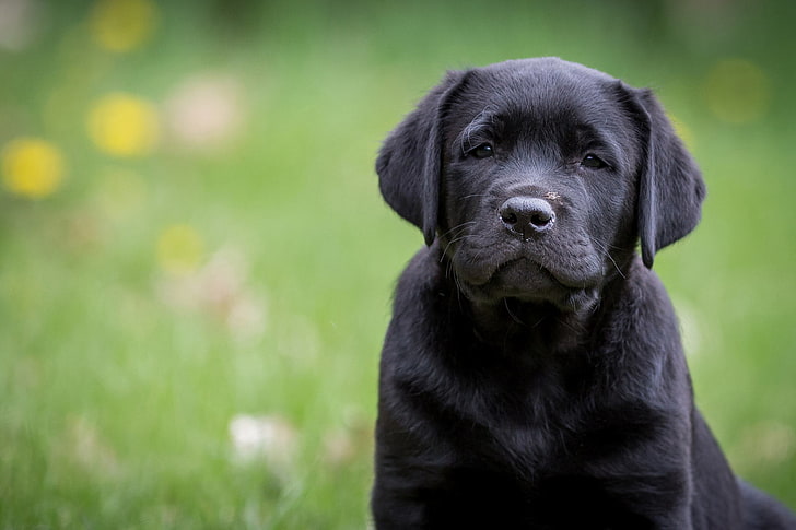 black labrador puppy, look, portrait, dog, Labrador Retriever