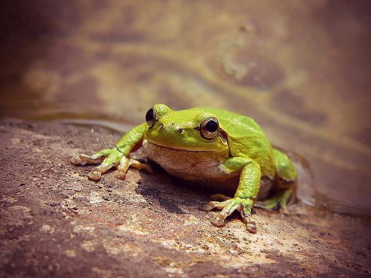 frogs amphibians Animals Frogs HD Art