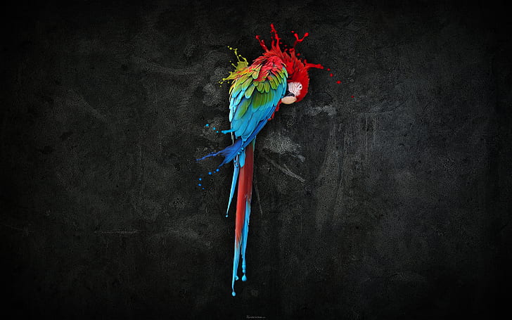 HD wallpaper: Pretty Parrot Splash HD, blue, green, and red scarlet macaw  wallpaper | Wallpaper Flare