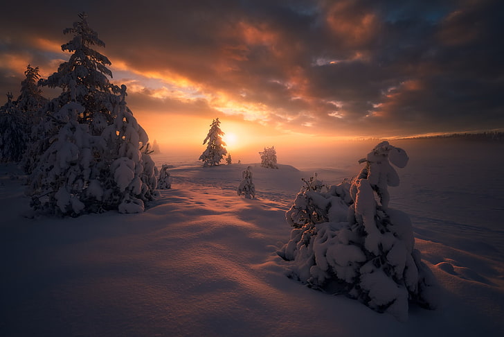 icy pine tree, winter, snow, trees, sunset, ate, Norway, the snow
