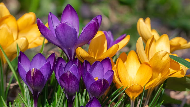nature, Spring, Flower, Krokus