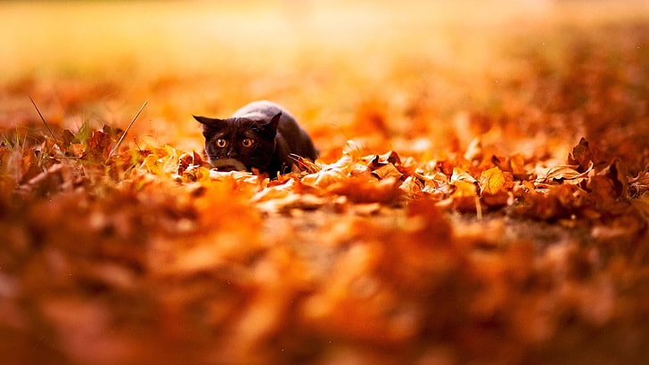 black cat, feline, depth of field, nature, leaves, fall, animals