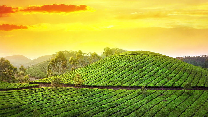 tea garden, green, field, sky, agriculture, hill, leaf, morning, HD wallpaper