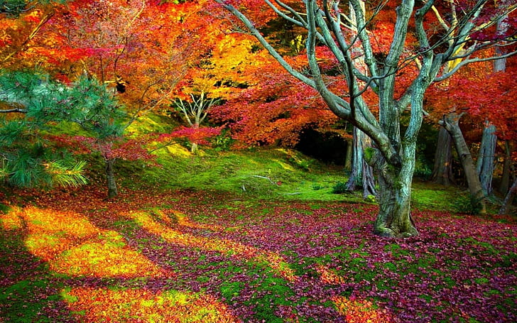 landscape, nature, fall, fallen leaves, red leaves, dead trees, HD wallpaper