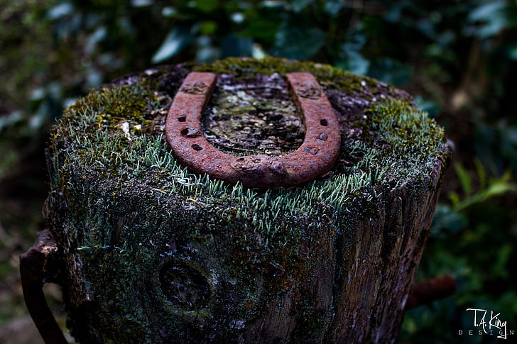 brown steel horseshoe, tree stump, lichen, wood, macro, depth of field, HD wallpaper