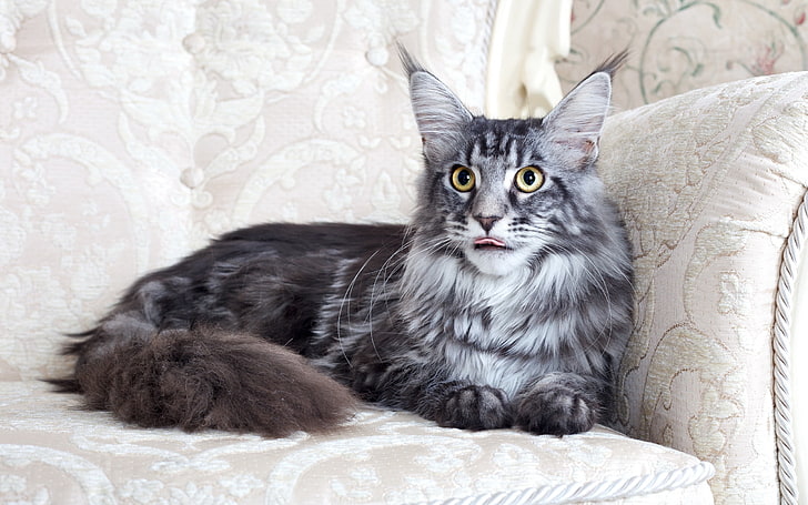 HD wallpaper: long-haired silver tabby cat, maine coon, fluffy, chair, lie  | Wallpaper Flare