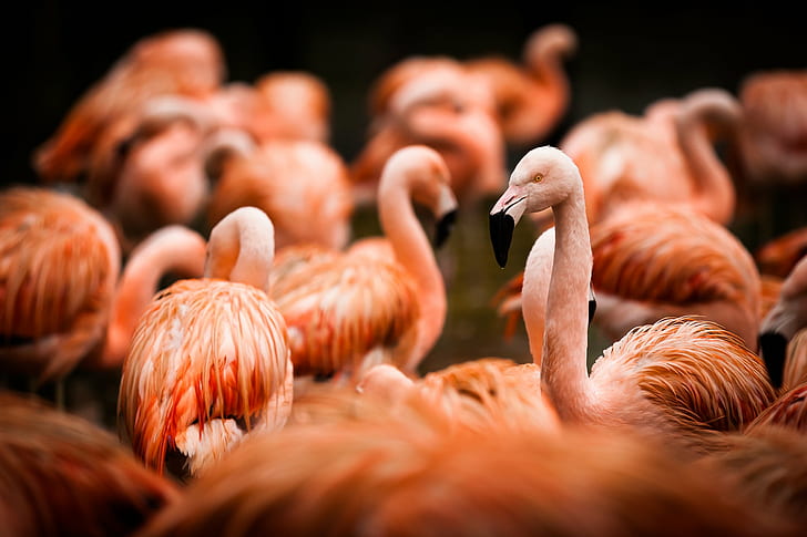 flock of flamingo, Flamant, du, Chili, Amusement, Animal, light