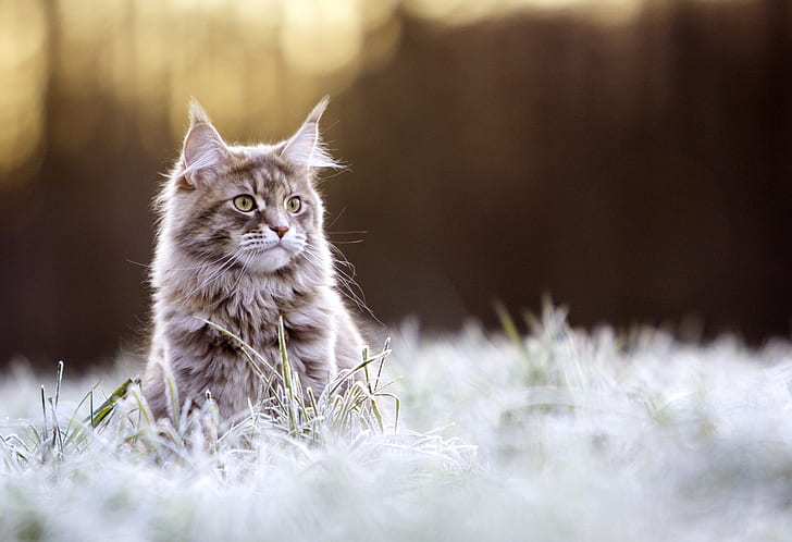 Maine Coon cat, nature, animals, HD wallpaper