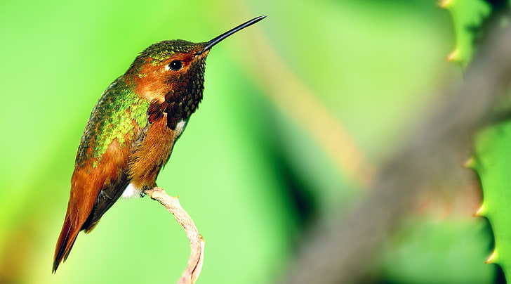 Hummingbird Resting, Animals, Birds, Nature, Green, Brown, Small, HD wallpaper