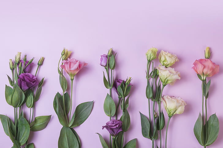 flowers, background, pink, purple, eustoma, HD wallpaper