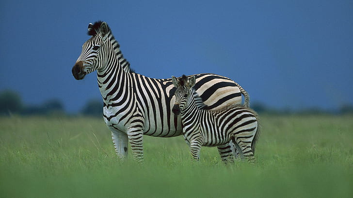 Zebra Mother Baby, two zebras photo, cute, animals, HD wallpaper