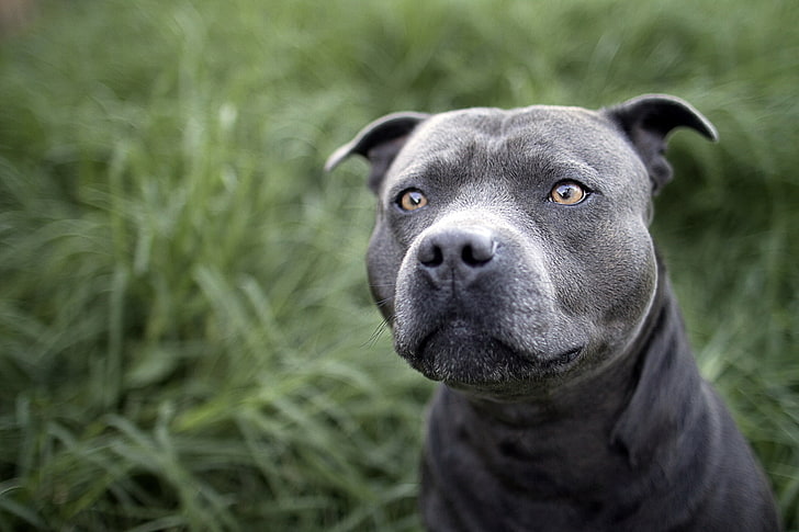 adult blue American pit bull terrier, dogs, face, eyes, color
