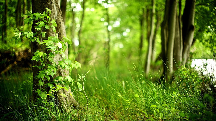 green grass, leaves, trees, nature, depth of field, forest, green Color, HD wallpaper