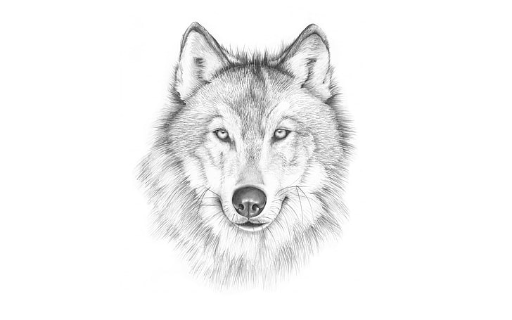 white and gray wolf pencil sketch, face, painting, light background