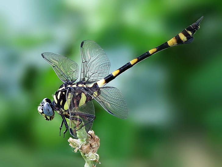 yellow and black dragonfly macro photography, Oriental, IMG, SKAN, HD wallpaper