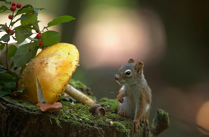 squirrel, mushroom, animals, nature, plants, rodent, tree, animal wildlife