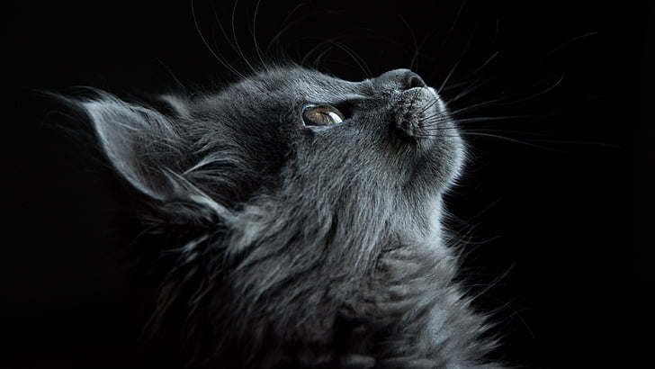 HD wallpaper: cat, dark, black, profile, animal, face, eyes | Wallpaper  Flare