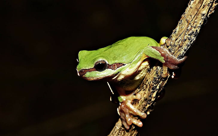amphibian, twigs, animals, frog, HD wallpaper
