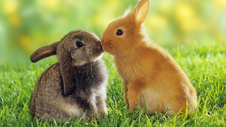 HD wallpaper: Cute Bunny, Adorable, Rabbits, Hairy,Grass | Wallpaper Flare