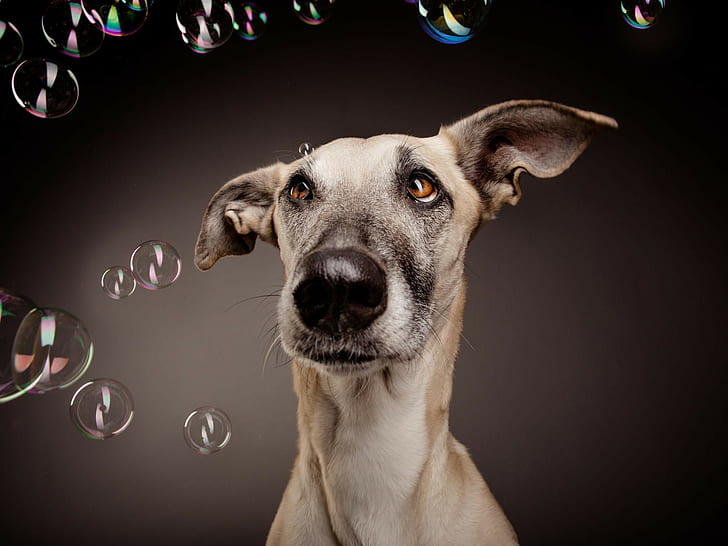animals, dog, bubbles, HD wallpaper
