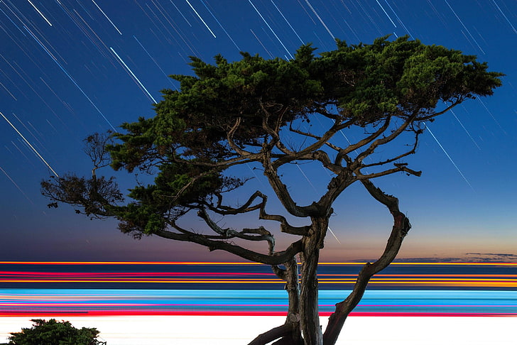 trees, digital art, sky, long exposure, star - space, nature, HD wallpaper