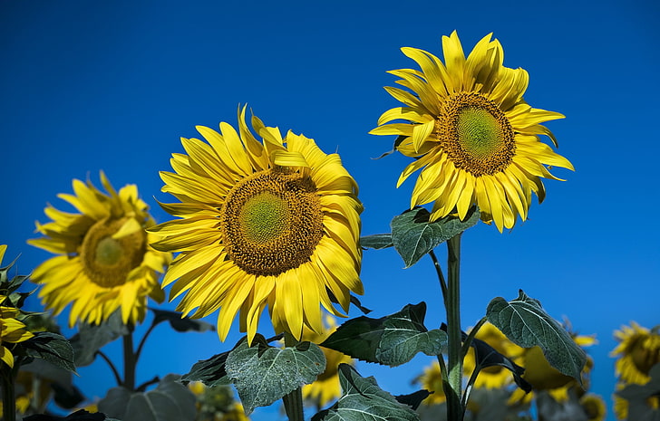blue, yellow, yellow flowers, sunflowers, plants, flowering plant