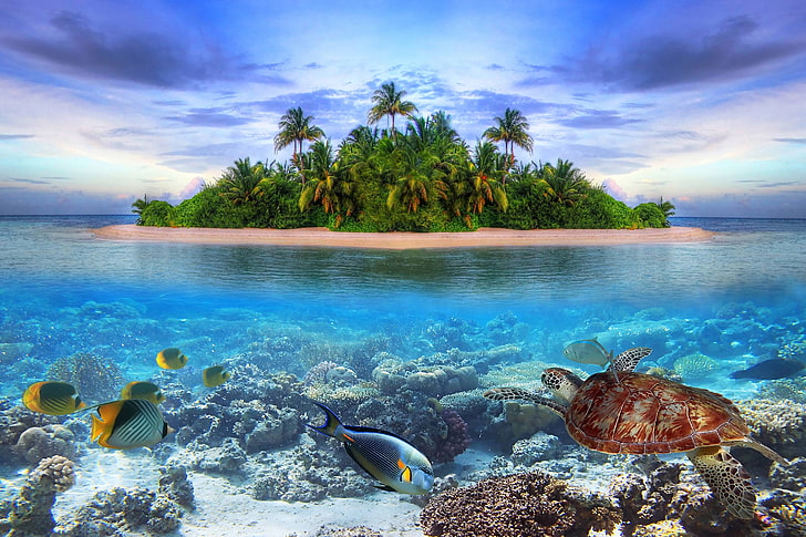 turtle, fishes, water, tropical island, maldives, Nature, sea, HD wallpaper